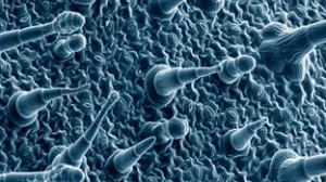 Lee más sobre el artículo Causas emocionales que ocasionan el HERPES GENITAL