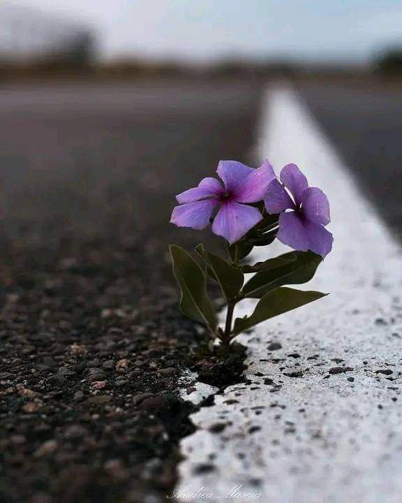 Lee más sobre el artículo Herida de HUMILLACIÓN, conducta respecto al trabajo y al tiempo