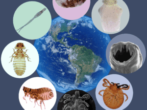 Lee más sobre el artículo Conflictos emocionales que hacen que me afecten los PARÁSITOS