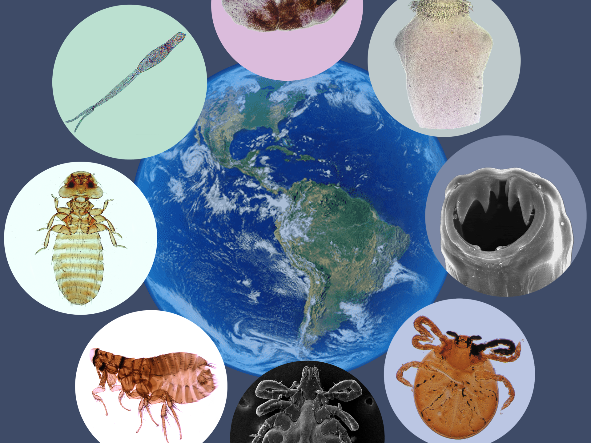 Lee más sobre el artículo Conflictos emocionales que hacen que me afecten los PARÁSITOS