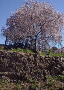 Lee más sobre el artículo Herida de ABANDONO, enfermedades a las que son más vulnerables